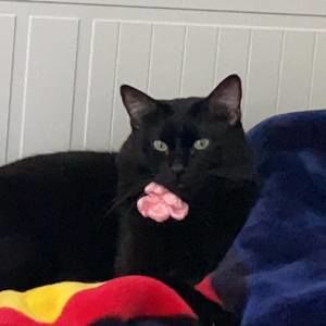 Meet your Posher, Kim